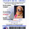 Service Dog Id | Custom & Holographic With Service Dog Certificate Template