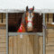 What Should Be On Your Horse's Stall Card – The #1 Resource Inside Horse Stall Card Template